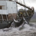 Јапан неће престати са ловом на китове