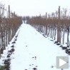 Виноградари очекују помоћ 