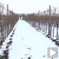 Виноградари очекују помоћ 