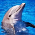 Делфини кључ за лечење дијабетеса?