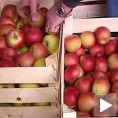 Воћари на добитку