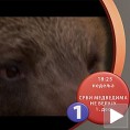 Срби медведима не верују
