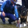 Бади, пас херој