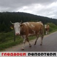 Гледаоци репортери (15.5.2010)