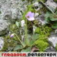 Гледаоци репортери (30.5.2010)