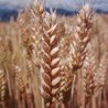 Врућине смањују принос пшенице