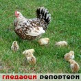 Гледаоци репортери (20.6.2010)
