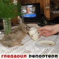 Гледаоци репортери (26.6.2010)