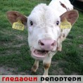 Гледаоци репортери (19.7.2010)