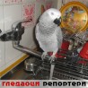 Гледаоци репортери (23.8.2010)
