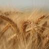 Британци дешифровали пшеницу