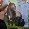 Крава величине овце
