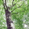 Дрво које „види, чује и прича“ 