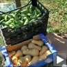 Производња органске хране