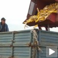 Кукуруз "појео" свиње