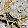 Отров шкорпије спасава живот?