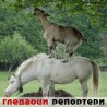 Гледаоци репортери (07.12.2010)