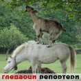Гледаоци репортери (07.12.2010)
