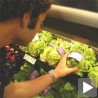 Употреба генетски модификоване хране