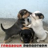 Гледаоци репортери (2.2.2011)