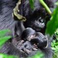 Близанци гориле рођени у Руанди 