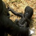 Први кораци бебе гориле