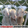 Гледаоци репортери (24.2.2011)