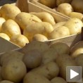 Кромпир за европско тржиште