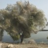 Пакистанско „пауково“ дрво