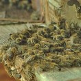 Помор пчела у Словенији