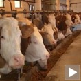 Повољни кредити за производњу млека 
