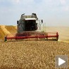 Довољно пшенице у Србији