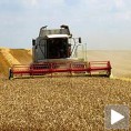 Довољно пшенице у Србији
