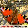 Гледаоци репортери (27. јун 2011)