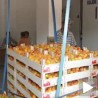 Српско воће за руско тржиште