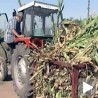 Суша угрожава воће и кукуруз