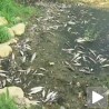 Помор рибе у Јужној Морави