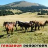 Гледаоци репортери (20. септембар 2011)