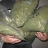 Пронађени засади марихуане