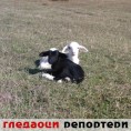 Гледаоци репортери (1. новембар 2011.)