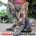 Гледаоци репортери (2. новембар 2011.)