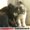Гледаоци репортери (4. новембар 2011.)