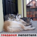Гледаоци репортери (8. новембар 2011.)