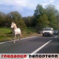 Гледаоци репортери (11. новембар 2011.)