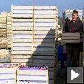Српске јабуке на руском тржишту