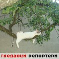 Гледаоци репортери (13. новембар 2011.)