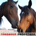 Гледаоци репортери (15. новембар 2011.)