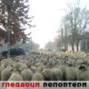 Гледаоци репортери (19. новембар 2011.)