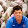 За брукање села казна 100 крмача