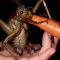 Инсектосаурус са Новог Зеланда